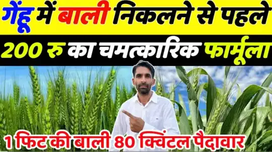 गेंहू में बाली निकलने